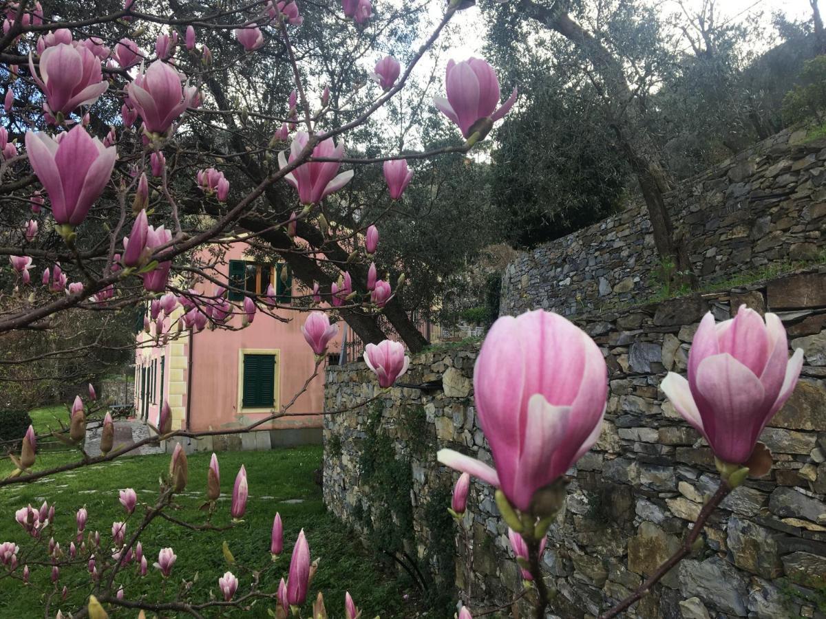 Villa Olivari - Apt La Lavanda Camogli Exterior foto